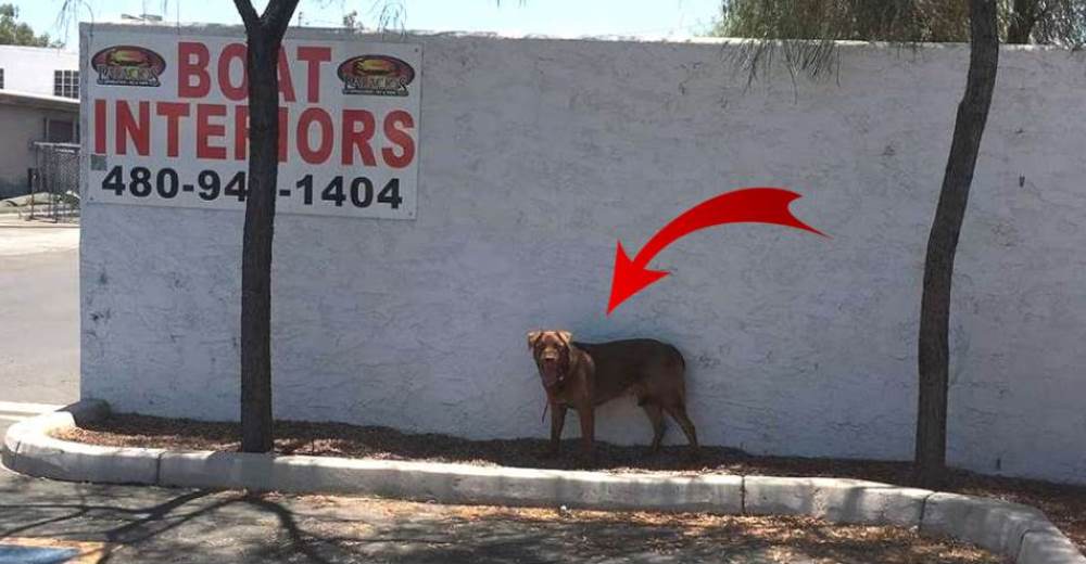 Un perro es abandonado y atado a un árbol durante la ola de calor más alta de la historia