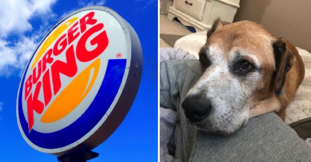 El gesto solidario de Burger King con el perro enfermo terminal que comía hamburguesas cada día