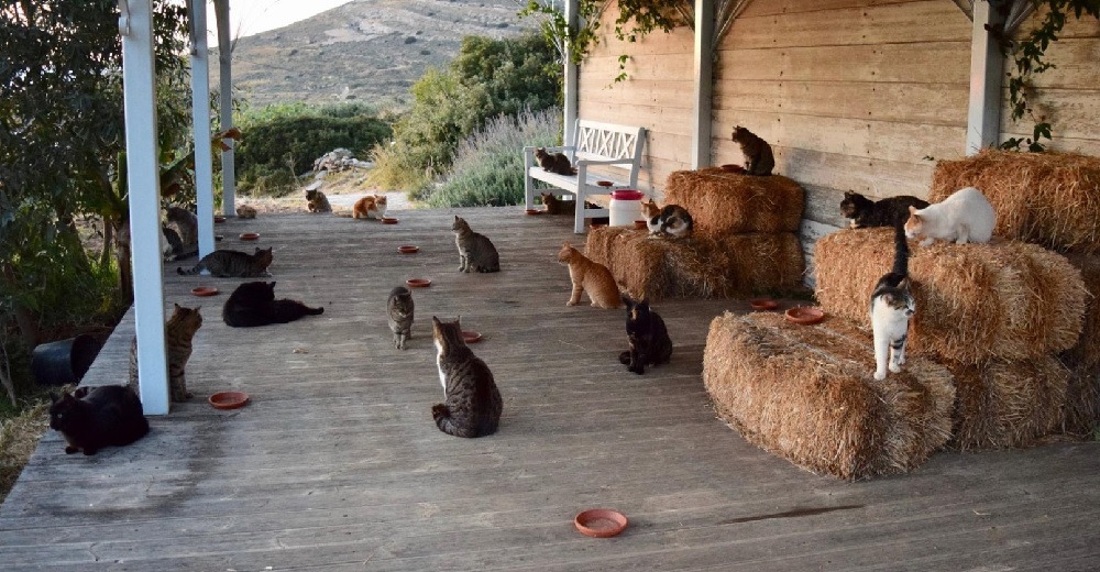 Una oferta de trabajo en una paradisíaca isla griega llena de gatos está enloqueciendo en la red