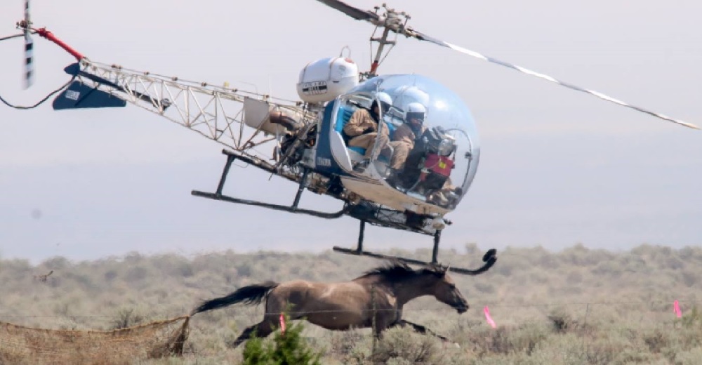 Miles de caballos son perseguidos cruelmente hasta matarlos por dinero