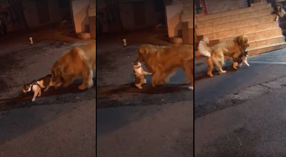 Un adorable Golden Retriever evita una pelea entre dos gatos y se gana la admiración de millones