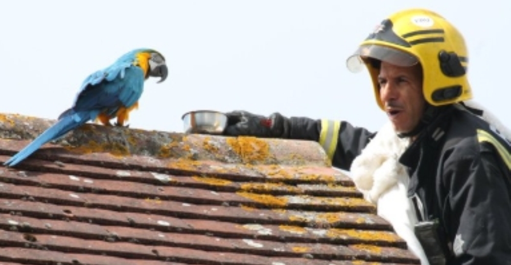 Una lora le dice a un bombero que se vaya a la m***** tras intentar rescatarla del techo