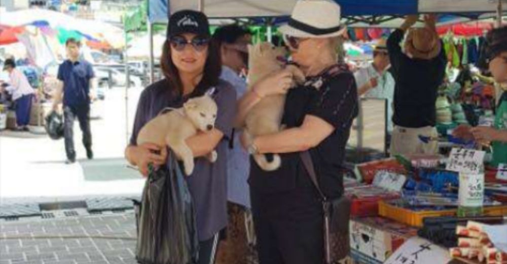 Valientes mujeres rescatan a dos cachorros de un terrible mercado de carne en Corea del Sur