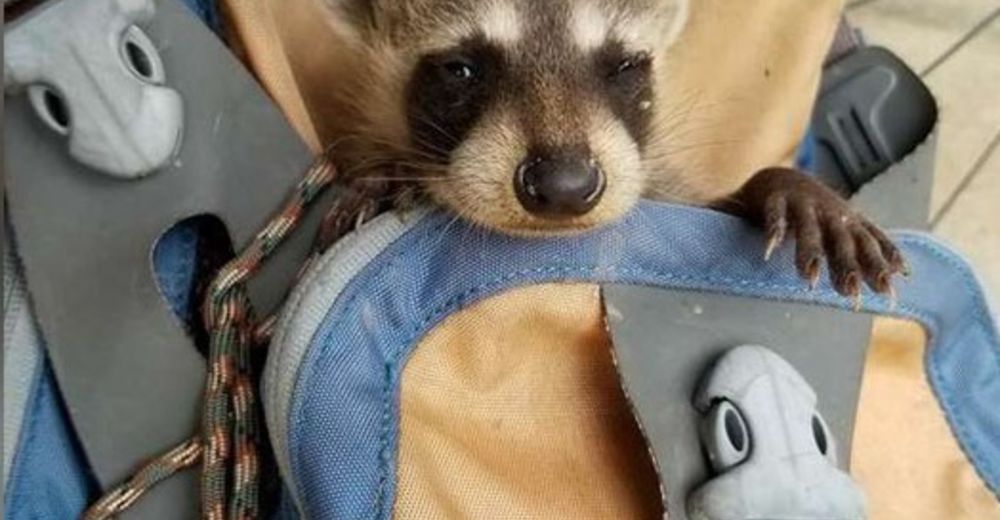 Un ciclista encuentra a un bebé mapache extraviado y lo rescata de la manera más adorable