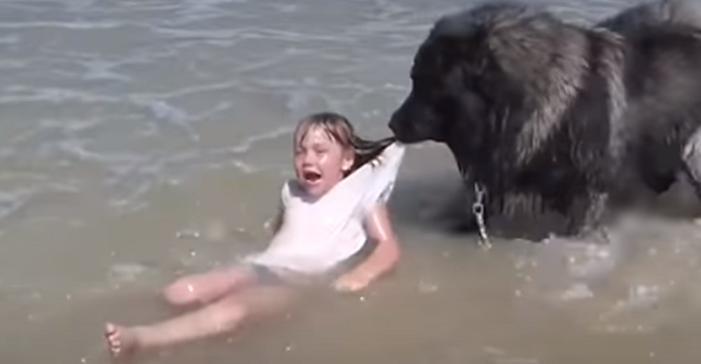 Un perro confundido tira con desesperación de la la camiseta de una niña en el mar