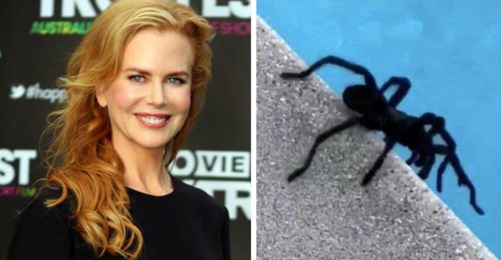 Nicole Kidman encuentra a una enorme tarántula a punto de caer en su piscina y salva su vida