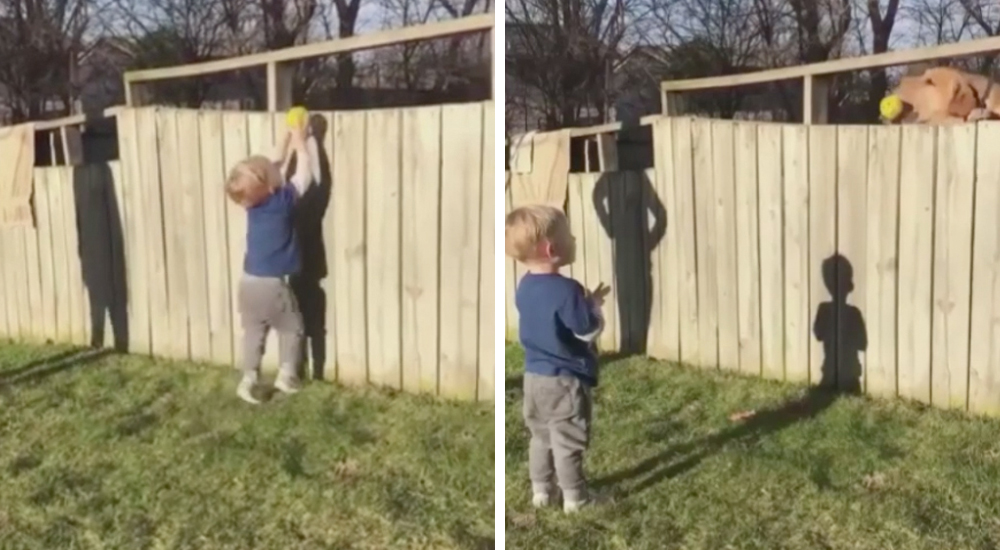 Un perro y un niño que juegan cada día a la pelota sobre la valla roban el corazón de la red