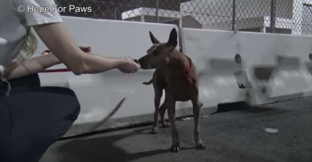 Encuentran a una perrita abandonada en un puerto solitario y no podía confiar en sus rescatistas