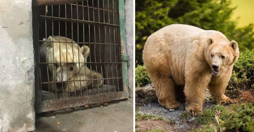 Pasa encerrado entre circos y zoológicos y no puede creer en la nueva vida que tiene ahora