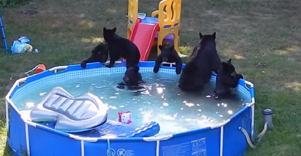 Una familia de osos se zambulle en una piscina ante los atónitos ojos de los dueños de la casa