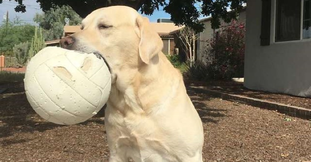 Su perro descubre un balón de voleibol viejo abandonado y cae perdidamente loco de amor