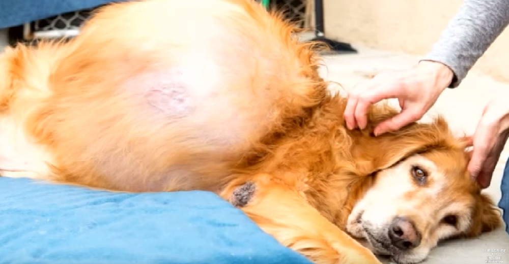 Abandonan a un hermoso golden en la playa porque tenía un tumor de 20 Kg