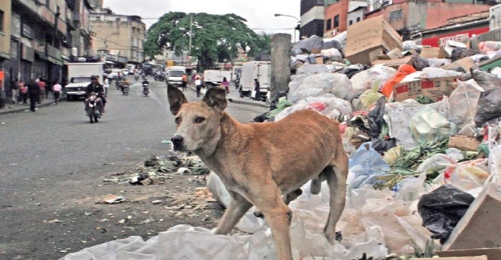 La dura realidad de cientos de perros dejados en peluquerías… Y no vuelven nunca a buscarlos