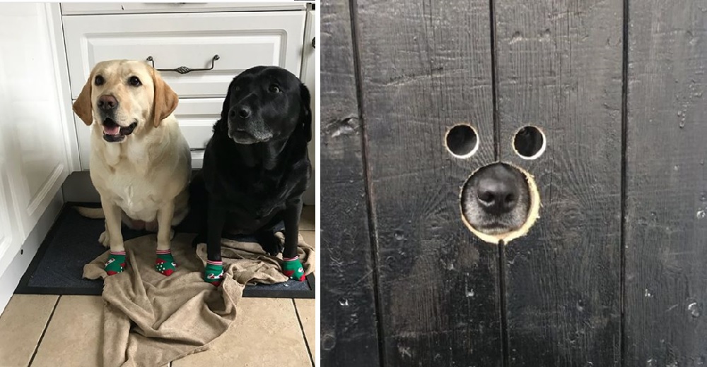 Los pequeños agujeros en la puerta que convirtieron a unas perritas en las perfectas espías