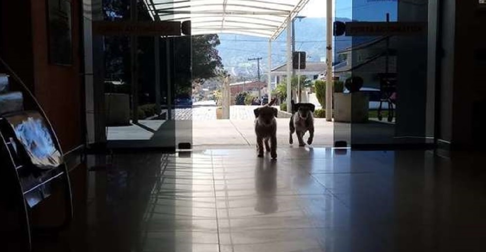 Estos perritos esperaron por semanas en la entrada del hospital para poder ver a su dueño