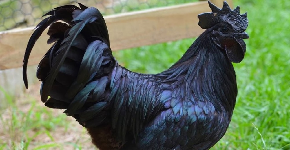 La verdad de la gallina totalmente negra por dentro y por fuera que está dando de qué hablar