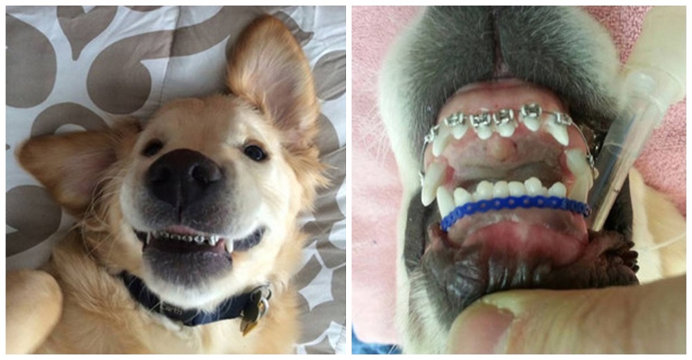 Weslley, el adorable cachorro con brackets que está causando furor en la red