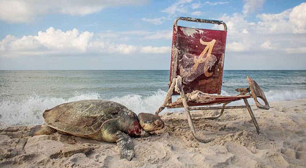 Una silla de playa acaba estrangulando a una inocente tortuga marina en las costas de Alabama