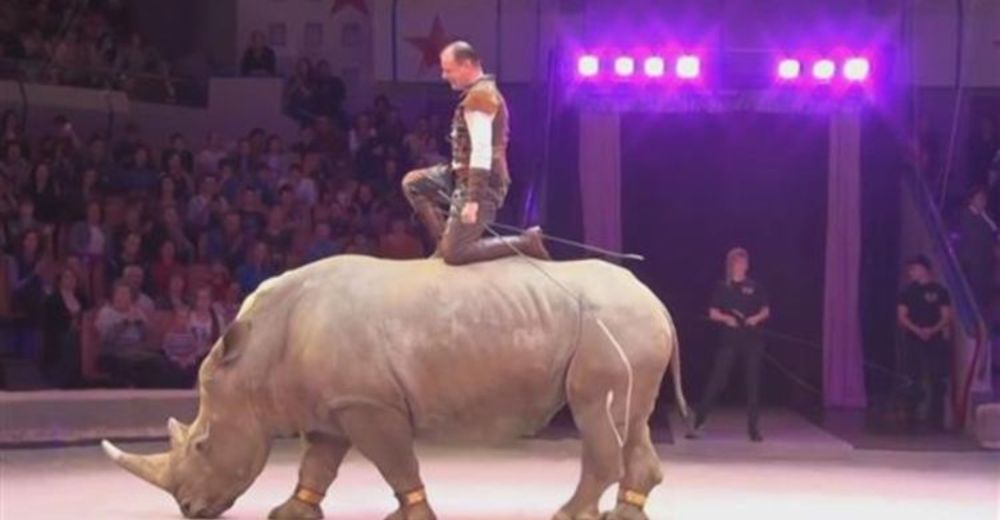 El video de un rinoceronte blanco esclavizado en un circo ruso causa indignación en la red