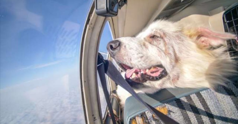 Un perro terriblemente enfermo desafía a la muerte y escapa en un avión hacia la libertad