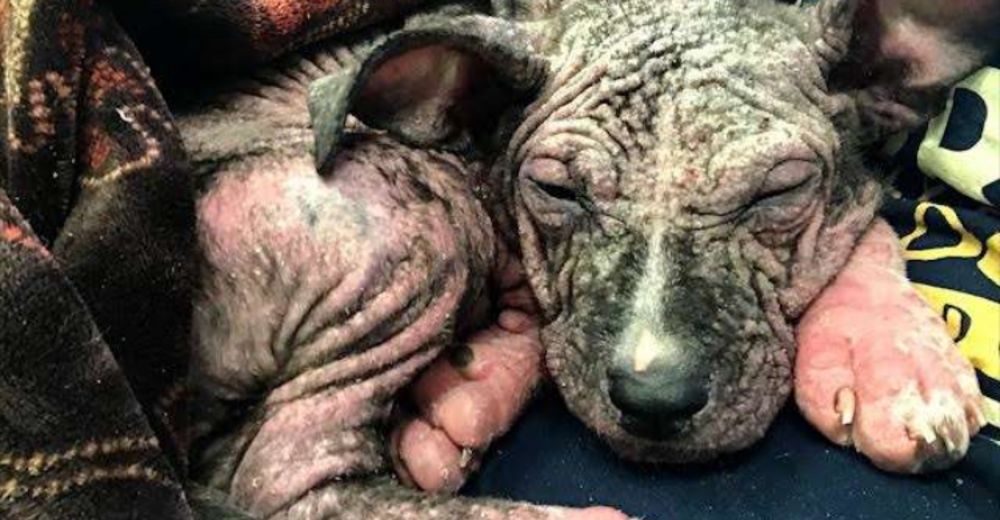 La increíble recuperación de una cachorrita pitbull a punto de ser sacrificada