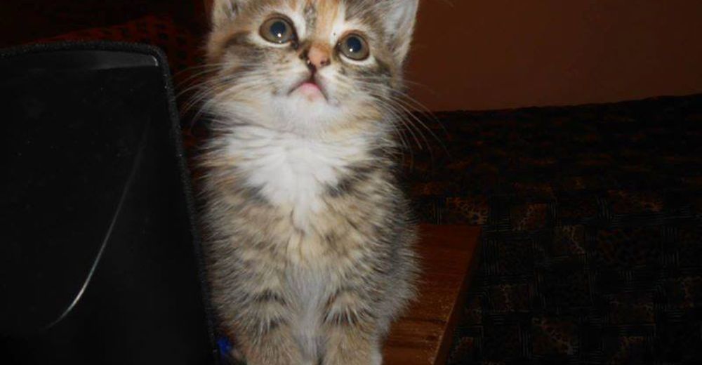 Nadie se atrevió a hacer algo por una gatita abandondada… Hasta que llegó este ángel a su vida