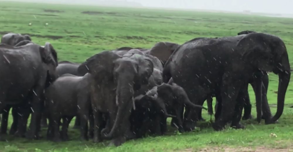 El emotivo momento en que nace un bebé elefante y su manada le da una amorosa bienvenida