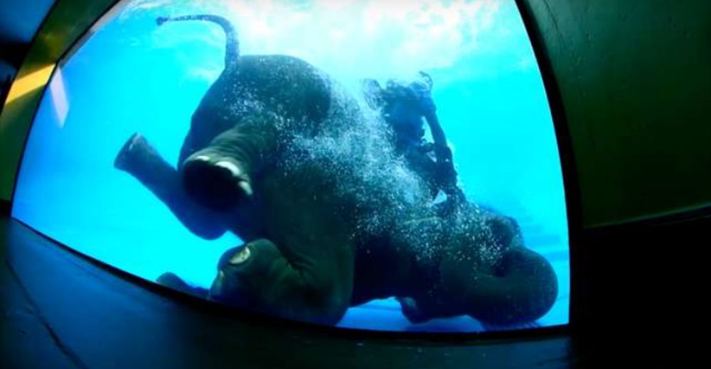 Fuerzan a un elefante a bucear en un tanque para entretener a los turistas en Tailandia