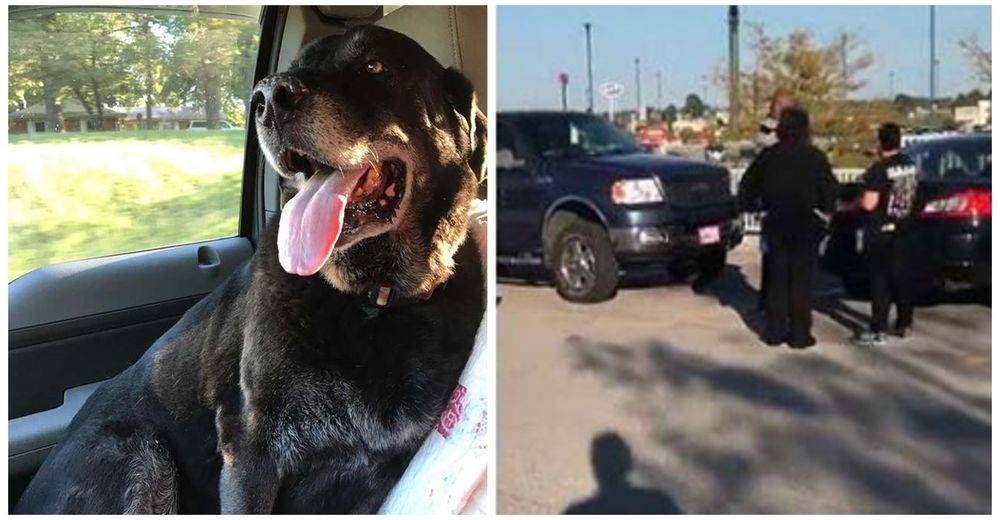 Un perro toma prestada la camioneta de su dueño y causa un adorable accidente