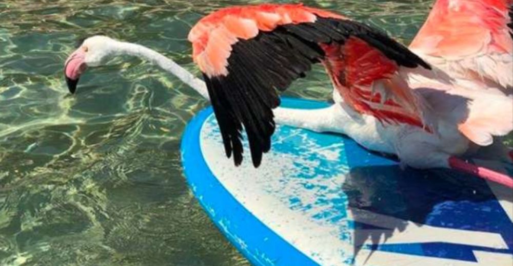 Emotivo momento en que unos surfistas salvan con su tabla a un flamenco a punto de morir ahogado