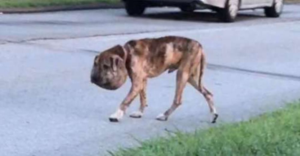 Un perro callejero con la cabeza hinchada le rompe el corazón y no descansa hasta rescatarlo