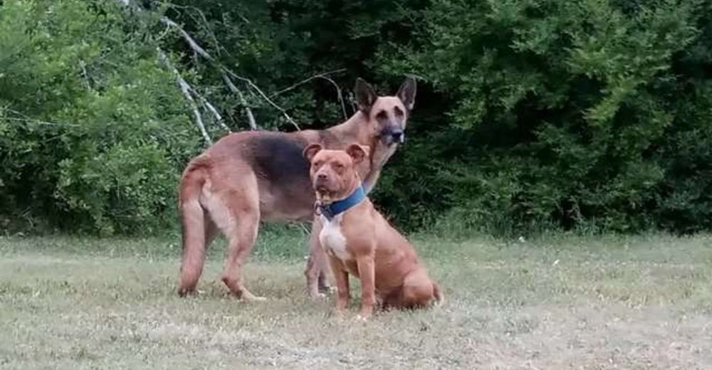 Estos dos perros vivían aislados en el bosque hasta que comenzaron a confiar en las personas