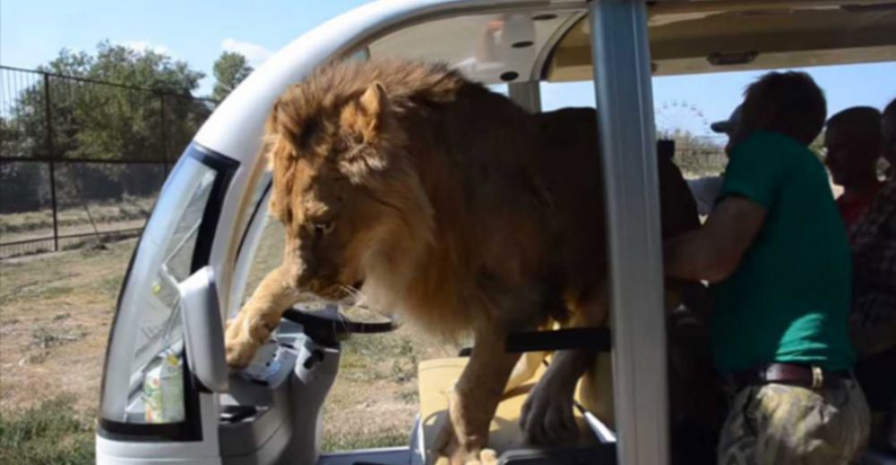 El increíble momento en que un león salta sobre un vehículo lleno de turistas en un safari