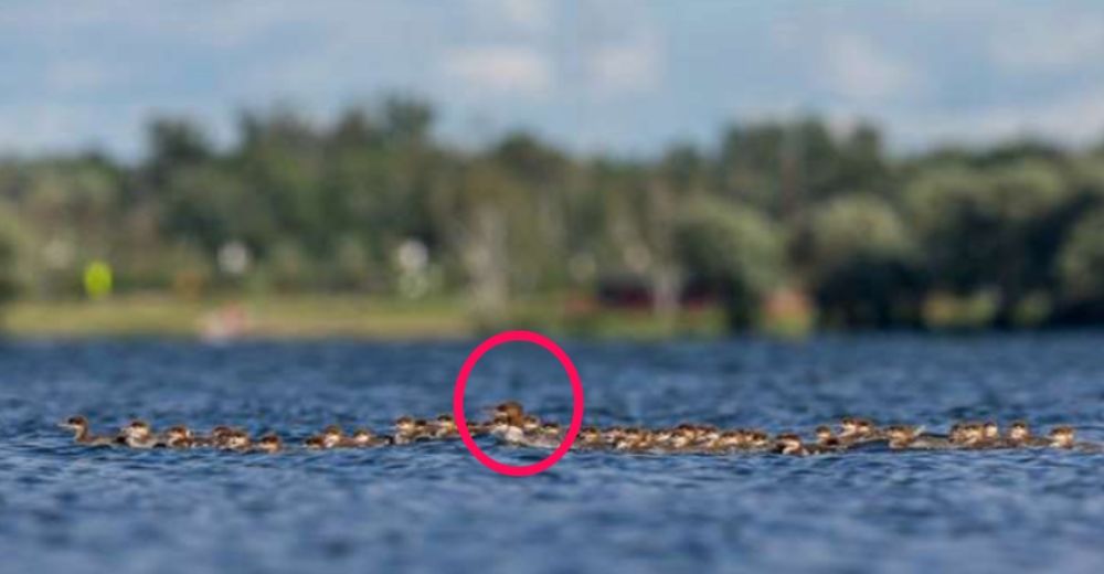 La ejemplar madre que adoptó a más de 50 patitos… Y sigue acogiendo a todo bebé que puede