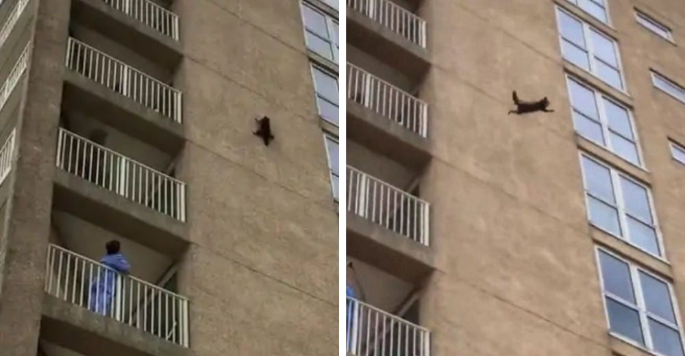 El increíble momento en que un mapache escala un gran edificio para después lanzarse al vacío