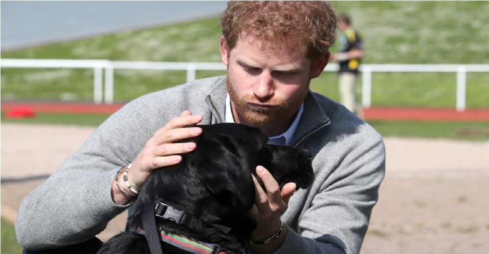 Meghan y Harry reciben a un nuevo miembro de la familia… Un adorable perrito real