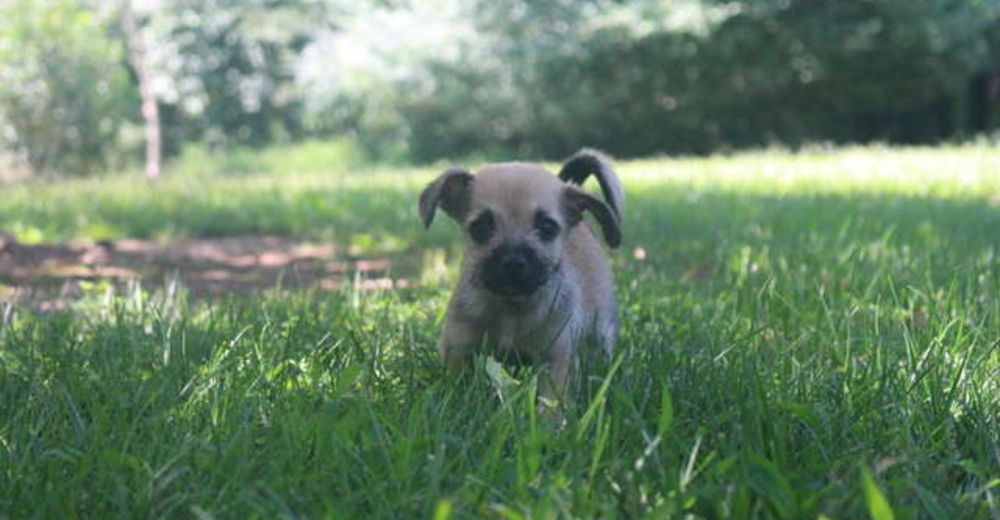 Escucha un llanto y encuentra el cachorrito más pequeño atado a un árbol