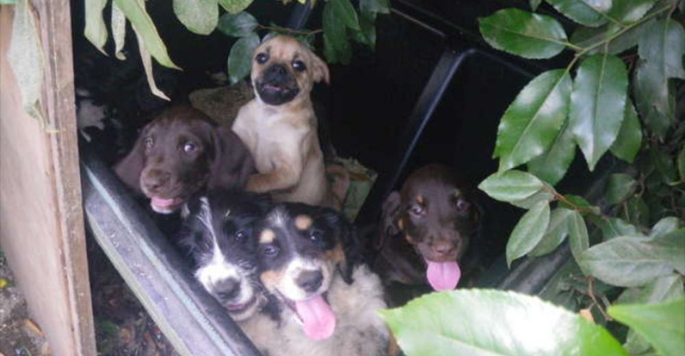 Un desalmado abandona a 9 cachorros gravemente enfermos bajo el calor porque no pudo venderlos