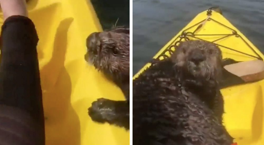 Una inocente nutria aterra a una joven al subirse sin permiso a su kayak