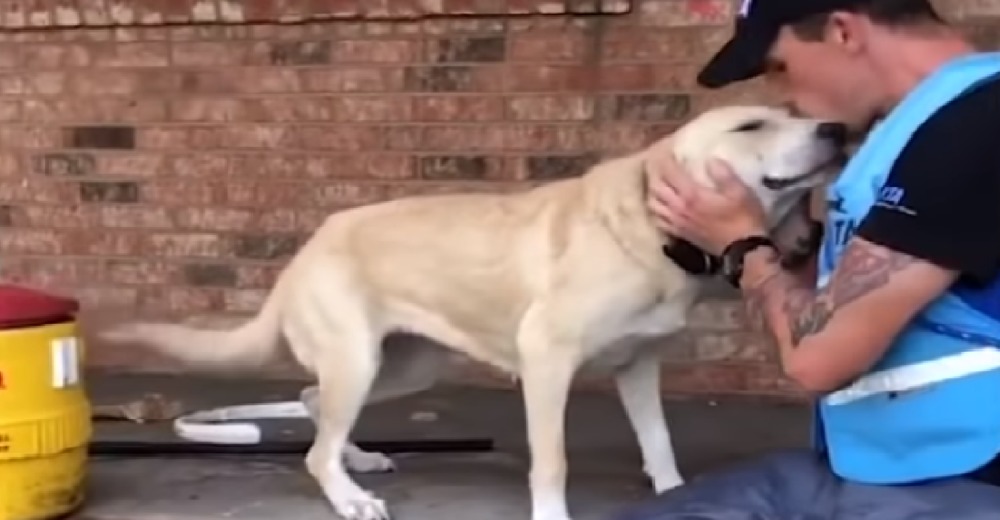 La alegría de un perro al ver a los rescatistas tras ser abandonado durante un huracán