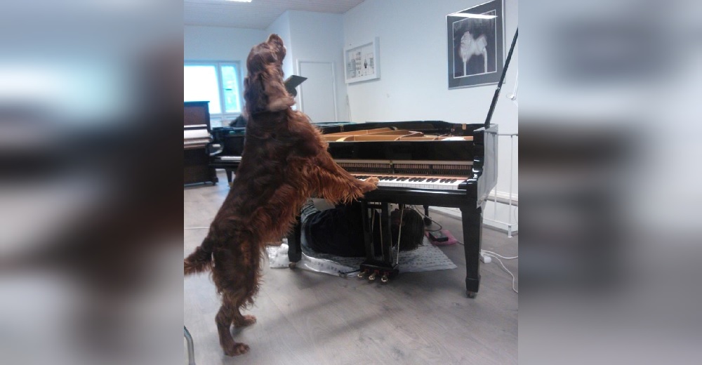 La realidad detrás del video viral del perrito que enamora porque toca el piano y «sabe cantar»