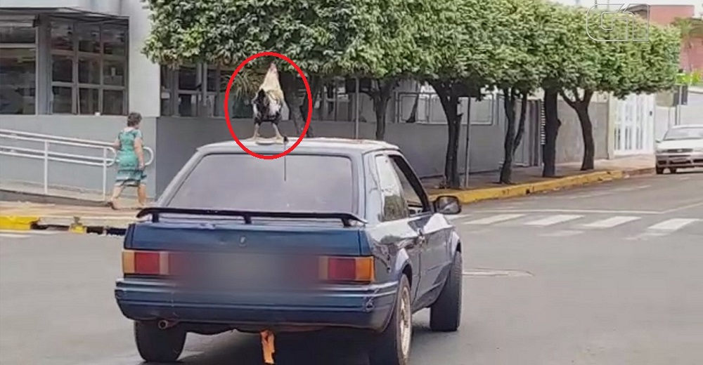 Un gallo paraliza Internet con su extraña solución para no quedarse solo en casa