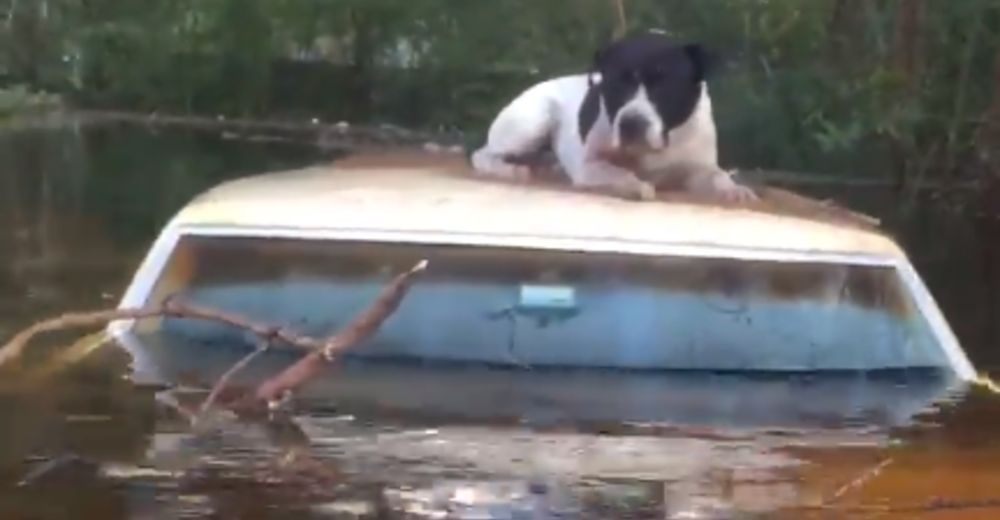 Nada les detendría en rescatar a todo animal abandonado que hallaran durante el huracán Florence