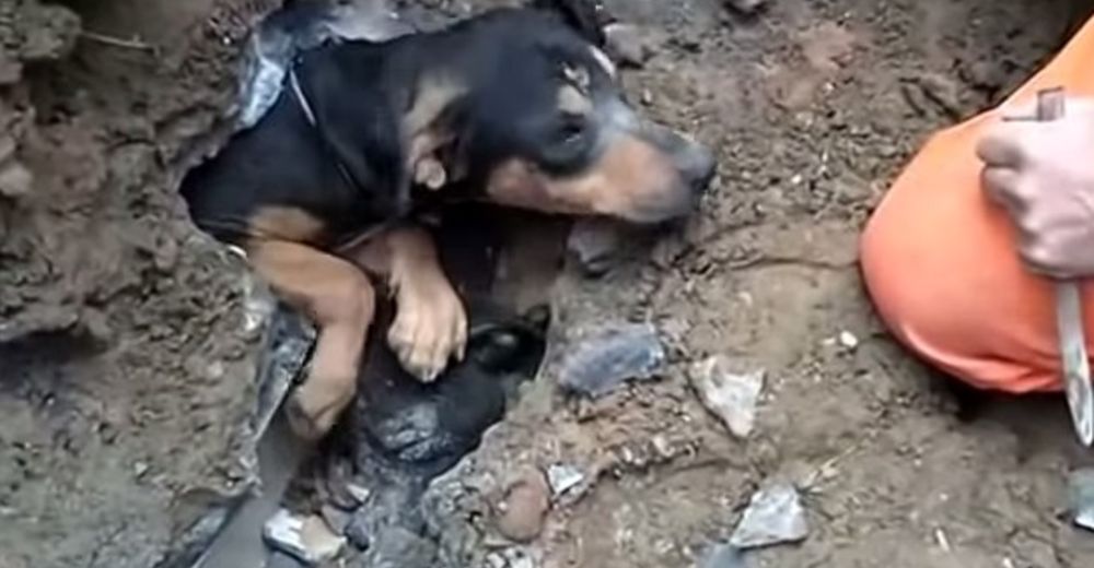 Estaban dispuestos a hacer lo que fuere para liberar a este cachorro atorado en un drenaje