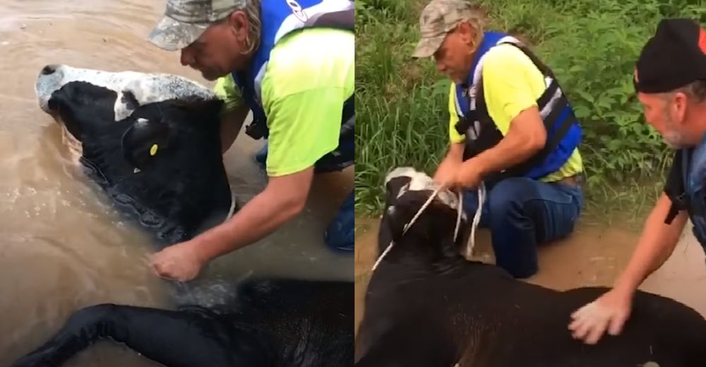 Agricultores salvan la vida de una vaca a punto de ahogarse tras una devastadora inundación