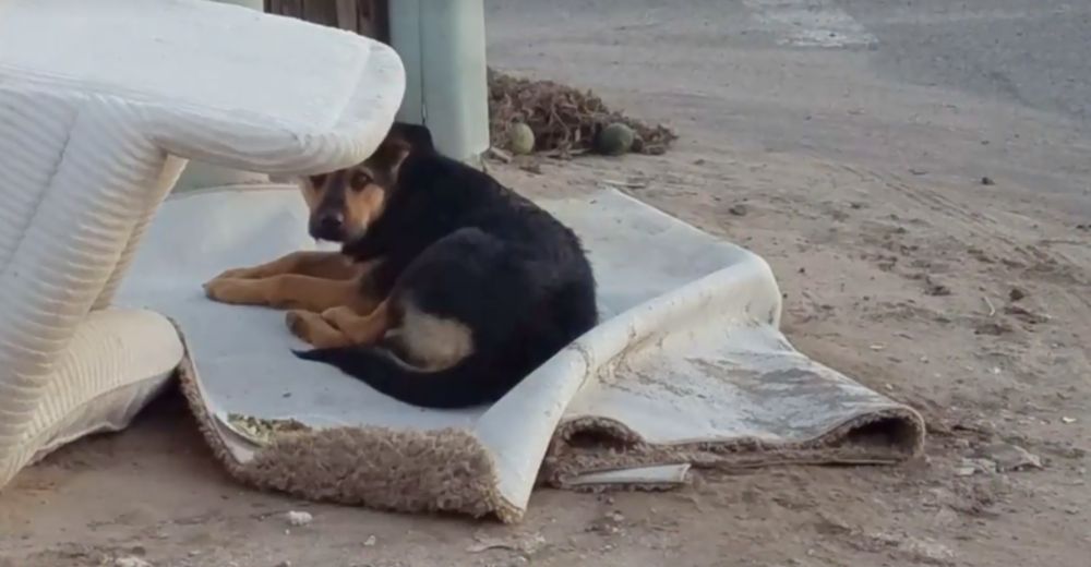 Lo abandonaron en medio de la nada y no perdía la esperanza de que volvieran por él