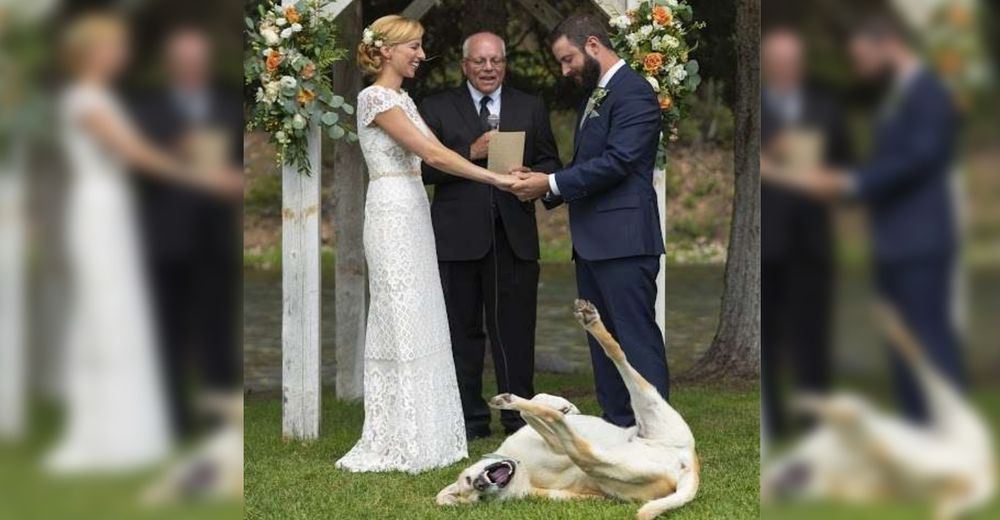 Un perrito se convierte en el centro de atención el día de la boda de sus padres