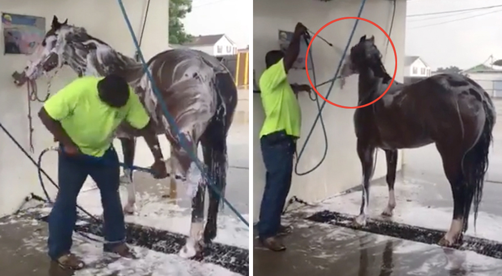 Baña a su caballo en un autolavado y no para de recibir críticas por los métodos empleados