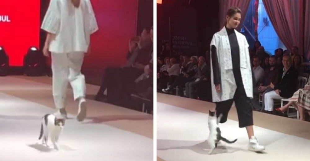 La adorable invasión de un gatito en una pasarela porque quería ser el protagonista del desfile