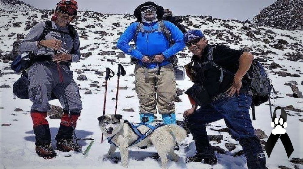 Citla, el famoso perro «Ángel Guardián de la Montaña», que perdió la vida en las alturas